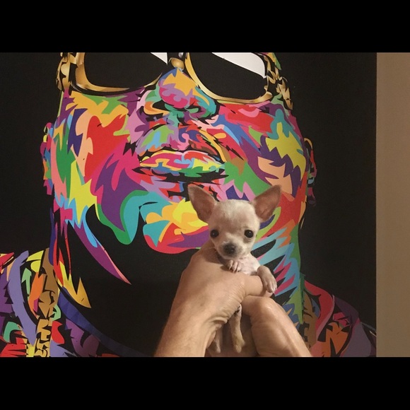 Meet your Posher, Eliana - Picture 1 of 1